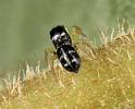 Heliophanus_ZZXYX_D8190_Z_88_Bij afgraving_Nederland